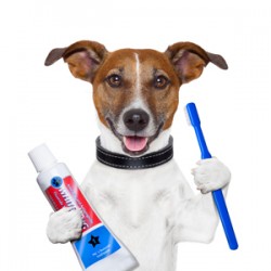 Doggie Hygiene